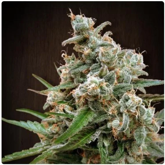 Nepal Jam Regular Seeds