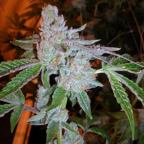 Tahoe OG Kush - Feminized - Cali Connection
