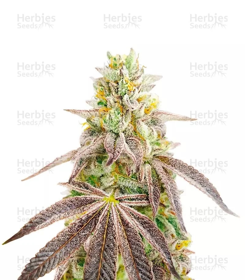 Godfather OG (Herbies Seeds)