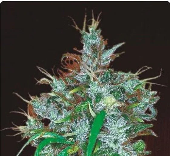 Panama Haze Feminized Seeds