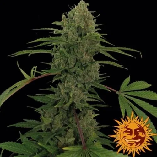 Critical Kush Auto - Feminized - Barney's Farm