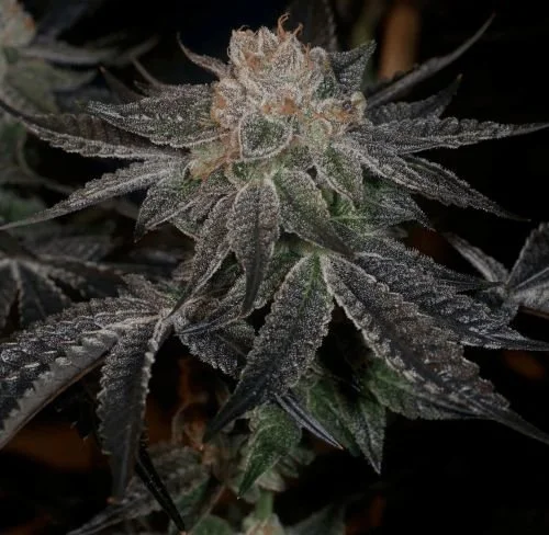 Samoas - 6-pack - Feminized - Archive Seedbank