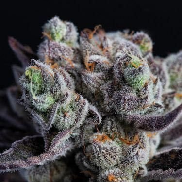 Blackberry Moonrocks - Feminized - Anesia Seeds