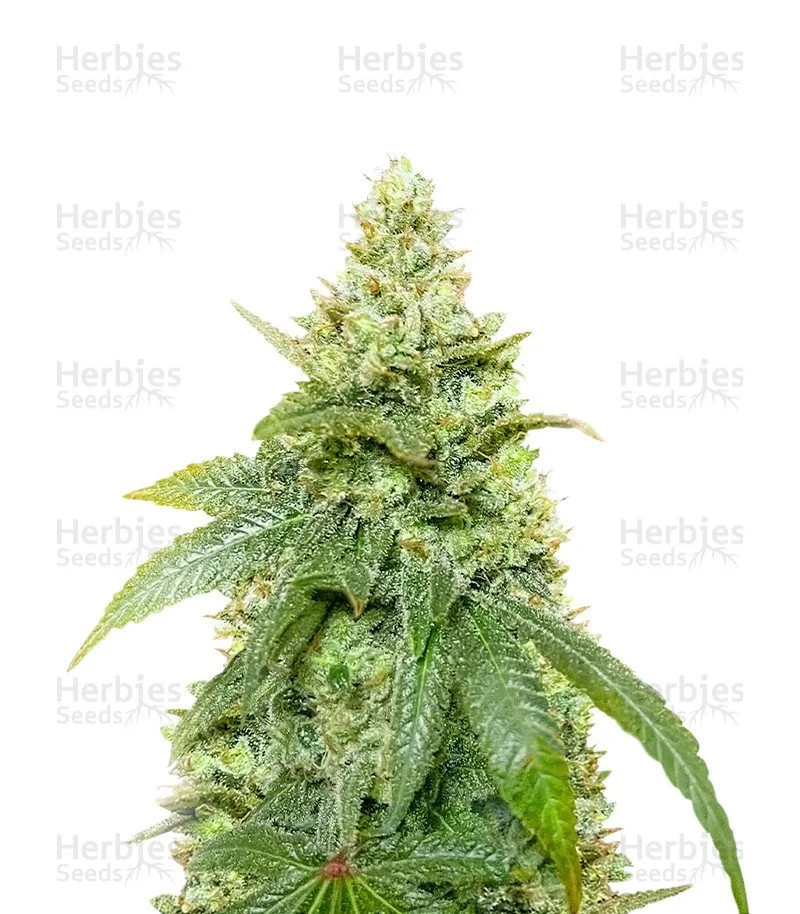 Gummy Skunk Fast Version Seeds (EGS)