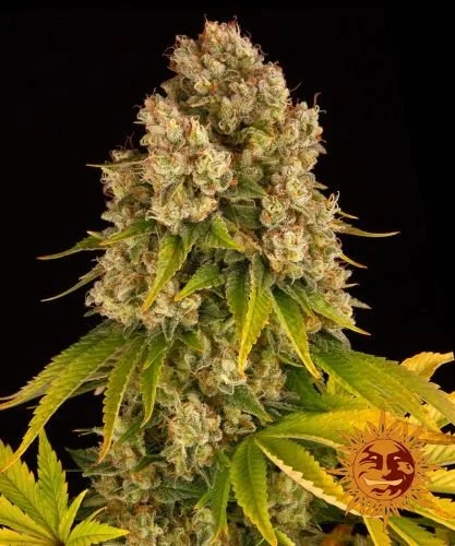 Cheese Auto - 5-pack - Feminized - Barney's Farm