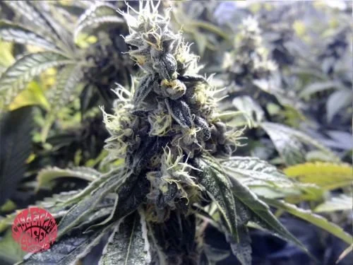 Platinum Valley - 5pack - Feminized - Accelerator Seeds
