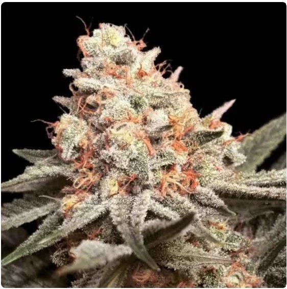 Rainbow Mints Feminized Seeds