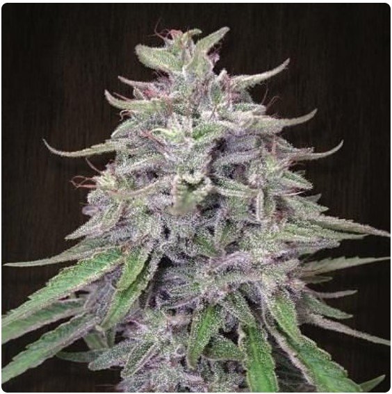 Bangi Haze Feminized Seeds