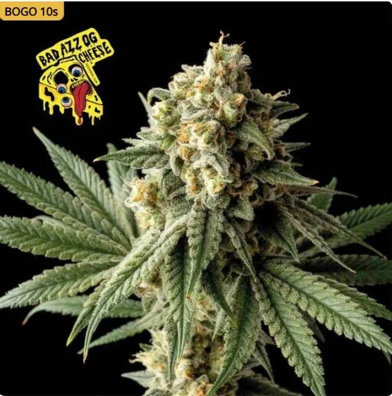 Badazz OG Cheese Feminized Seeds