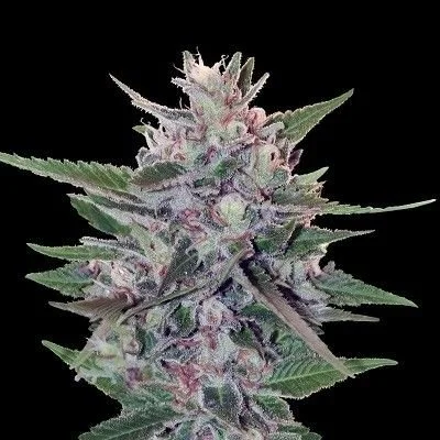 Hashplant S1 - 5PACK - Feminized - ACE Seeds

