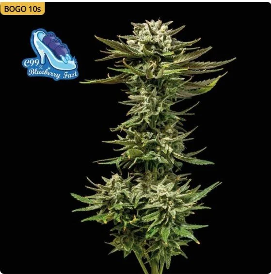 C99 x Blueberry Fast Feminized Seeds