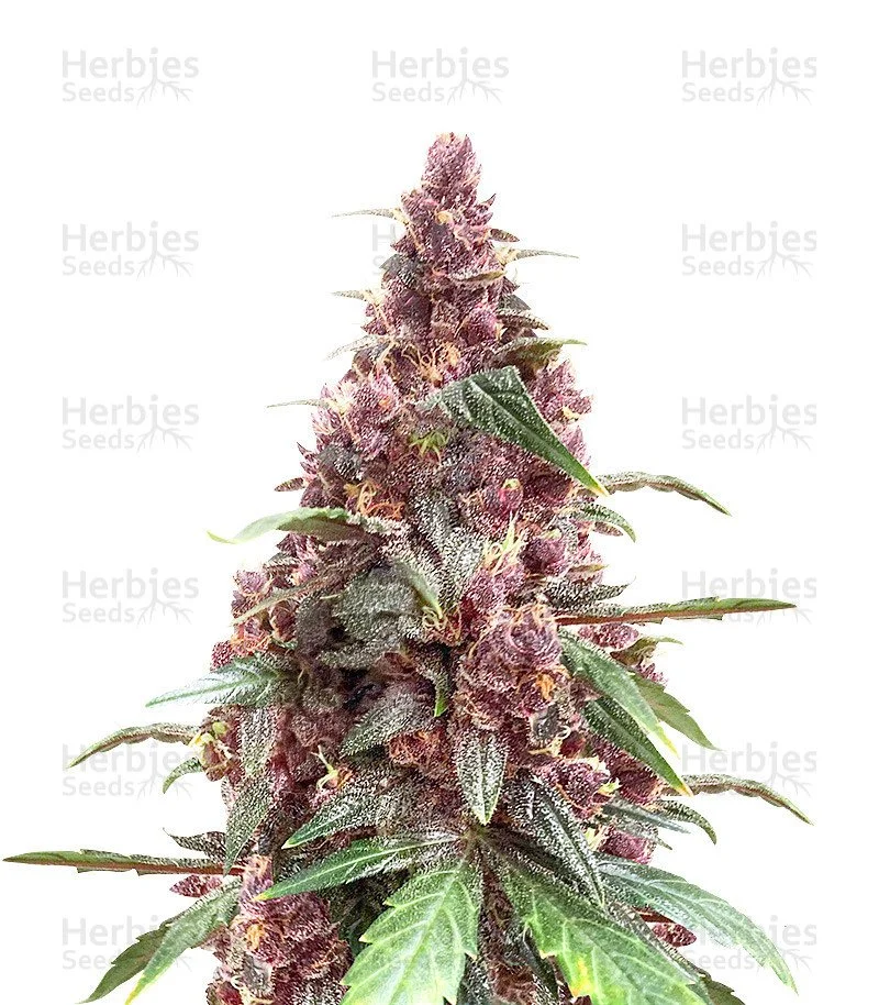 Keepers OG Seeds (Seedkeepers)
