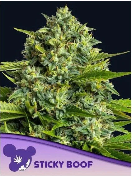 Sticky Boof Feminized Seeds