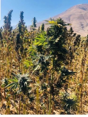 Panjsher Hindu Kush - 15-pack - Regular - Baaba Qo