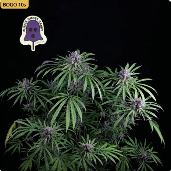 Purple Ghost Candy Feminized Seeds