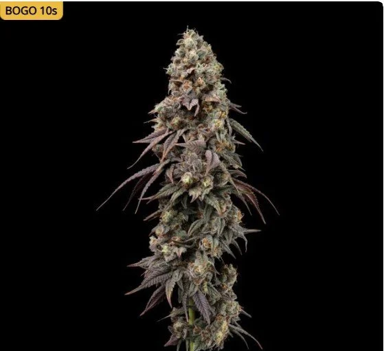 Jealousy Fast Feminized Seeds