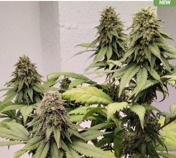 Kashmir Regular Seeds