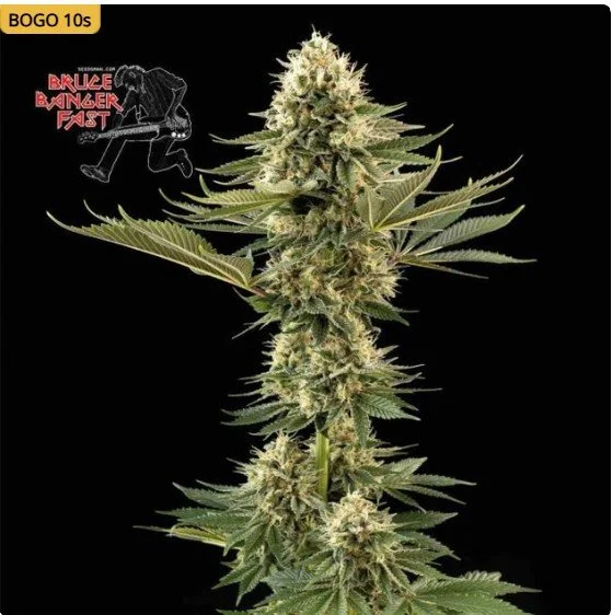 Bruce Banger Fast Feminized Seeds