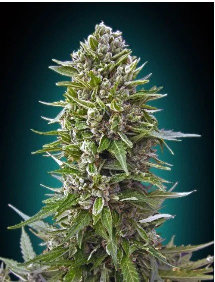 Northern Lights Auto Feminized Seeds