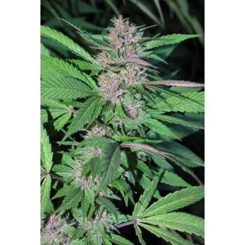 Pakistan Chitral Kush - 5PACK - Feminized - Cannabiogen
