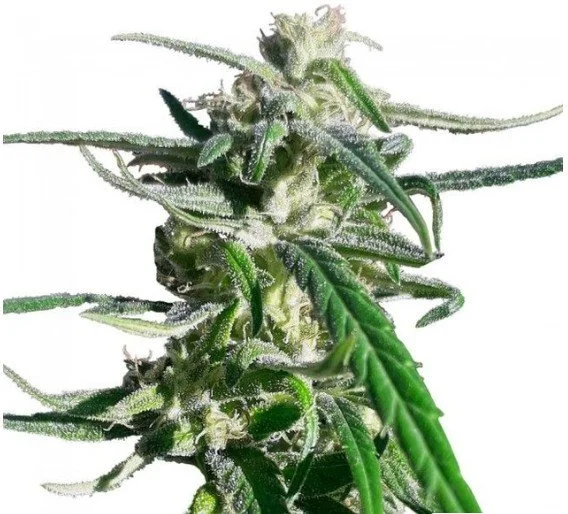 Thai A5 Haze Regular Seeds - 10