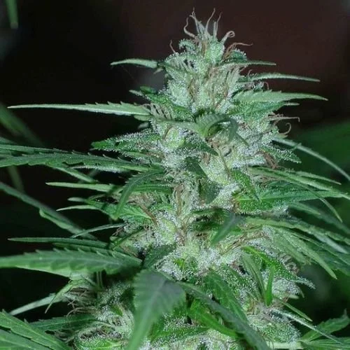 Panama - 5-pack - Feminized - ACE Seeds
