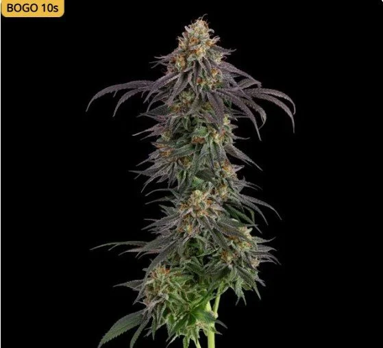 Guava Root GMO Feminized Seeds