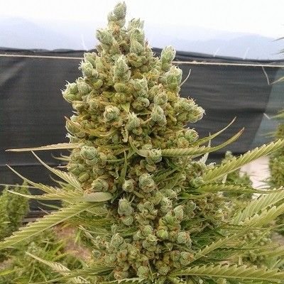 Auto Malawi x Northern Lights - 5-pack - Feminized - ACE Seeds

