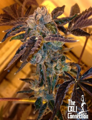 LA Cookies - 6-pack - Feminized - Cali Connection
