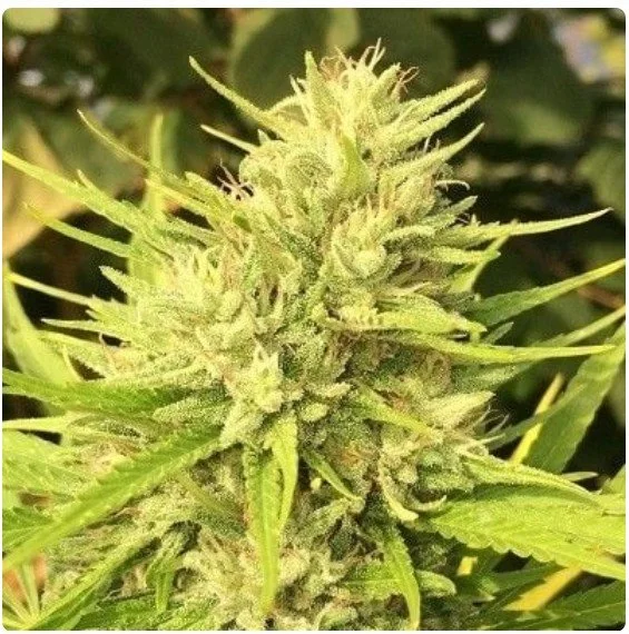 Malawi x Panama Feminized Seeds