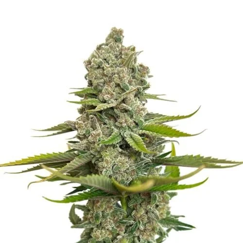 Choco Cheesecake - 5-pack - Feminized - Amsterdam Genetics
