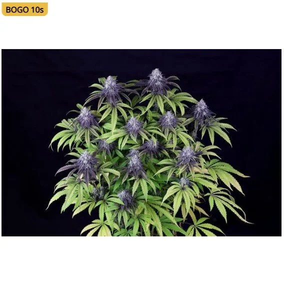 Peyote Wi-Fi CBD 21 Feminized Seeds