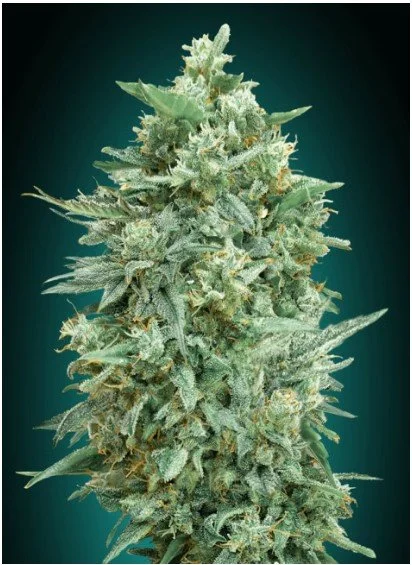Northern Lights XXL Auto Feminized Seeds
