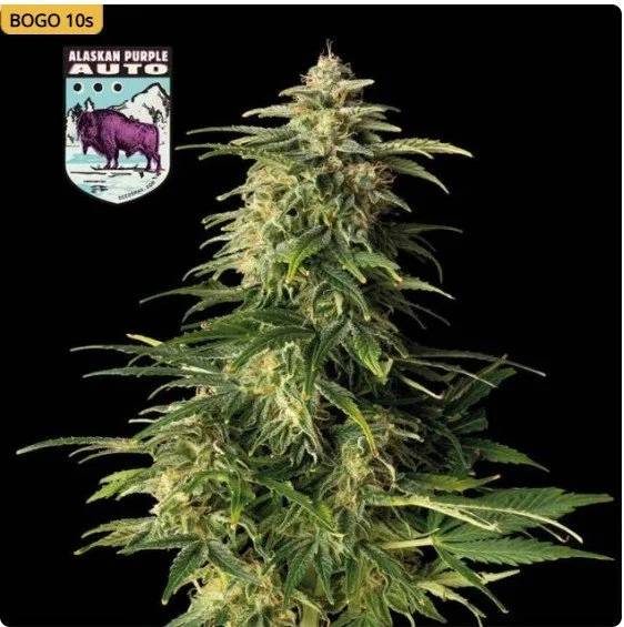 Alaskan Purple Auto Feminized Seeds