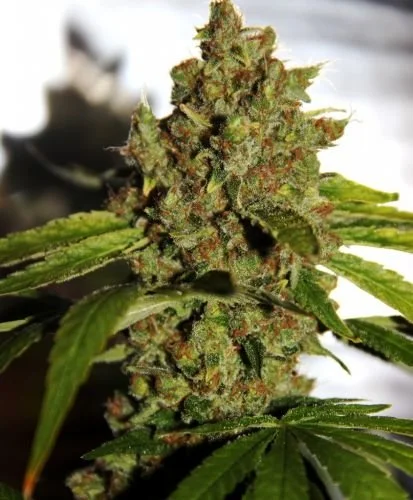 PH - 5PACK Regular - Regular - CBD Crew
