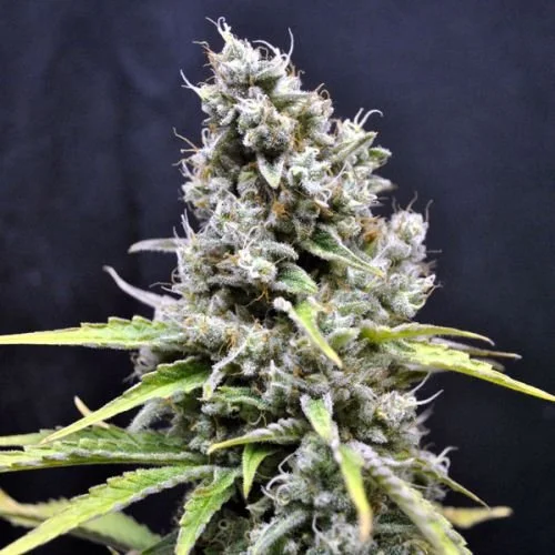 CBD Skunk Haze - Feminized - CBD Crew
