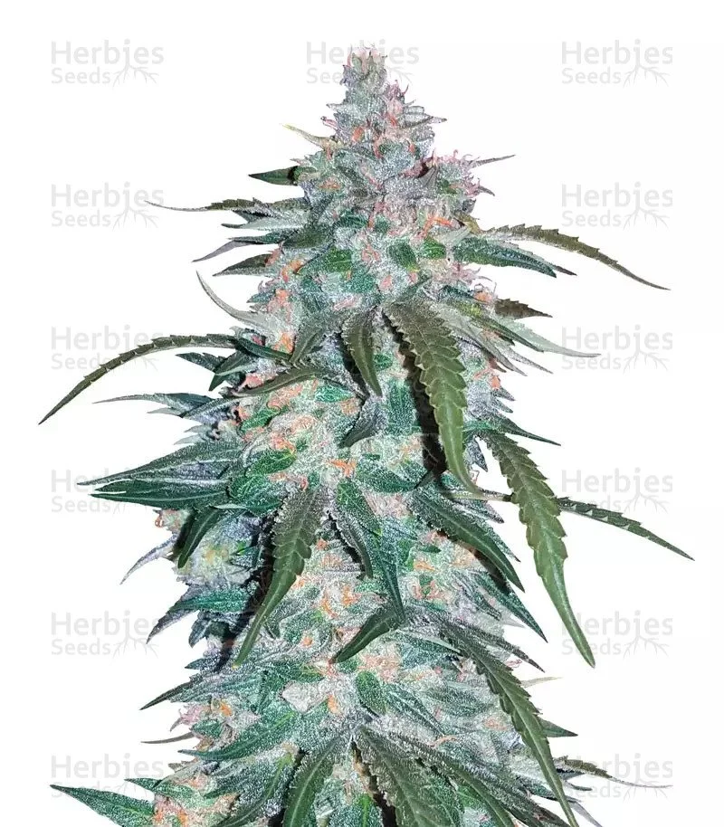 Pineapple Express Auto Seeds