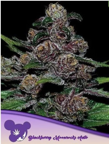 Blackberry Moonrocks Auto Feminized Seeds