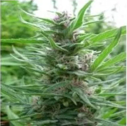 Panama Regular Seeds