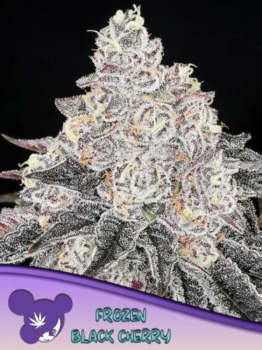 Frozen Black Cherry - Feminized - Anesia Seeds