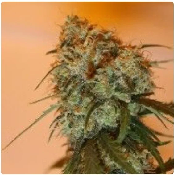 Golden Tiger Feminized Seeds