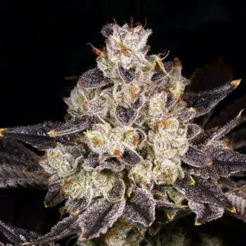 Rainbow Belts 2.0 - 12-pack - Regular - Archive Seedbank