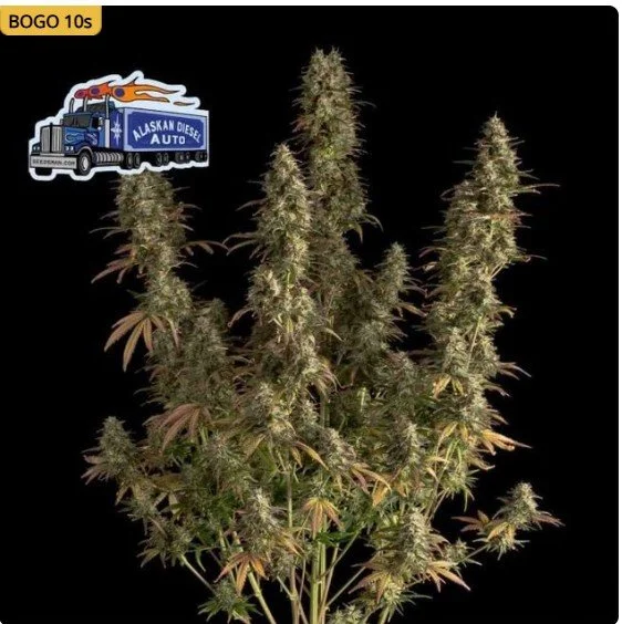 Alaskan Diesel Auto Feminized Seeds