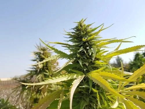 Mazar (Khasa Paz) - 15-pack - Regular - Baaba Qo