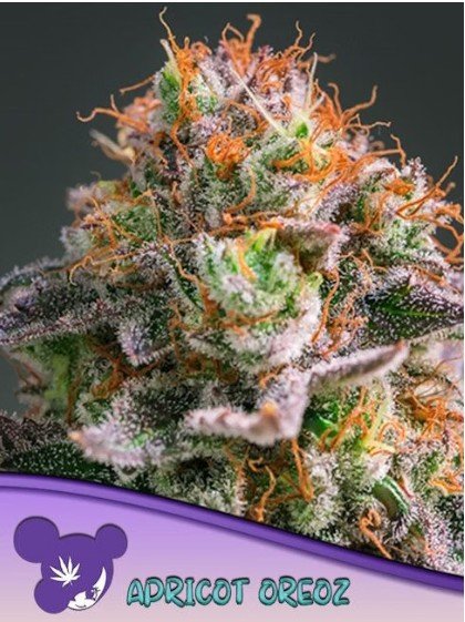 Apricot Oreoz Feminized Seeds