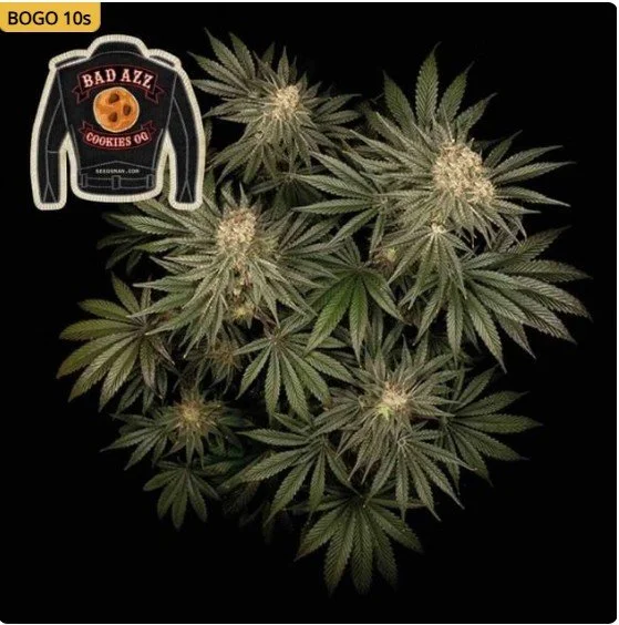 Badazz Cookies OG Feminized Seeds