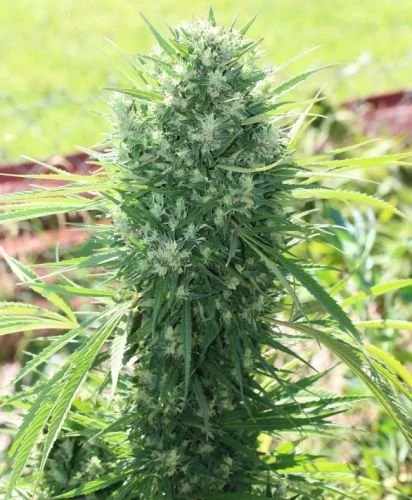 Moroccan Beldia Kif - 5PACK - Feminized - ACE Seeds
