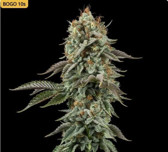 Sour Diesel Feminized Seeds