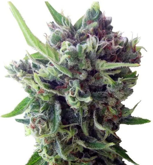 Zamaldelica Auto Feminized Seeds