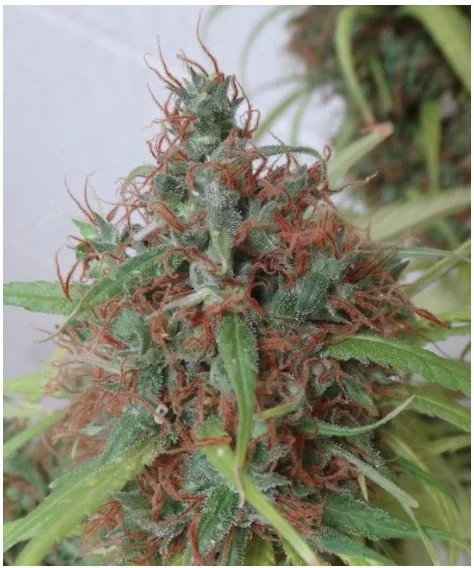 Honduras Regular Seeds